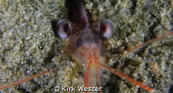 Shrimp eyes. by Kirk Wester 